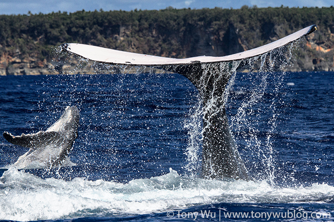 humpback whale female and calf playing, tonga