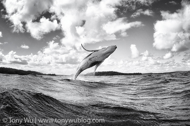 humpback whale calf breaching, tonga