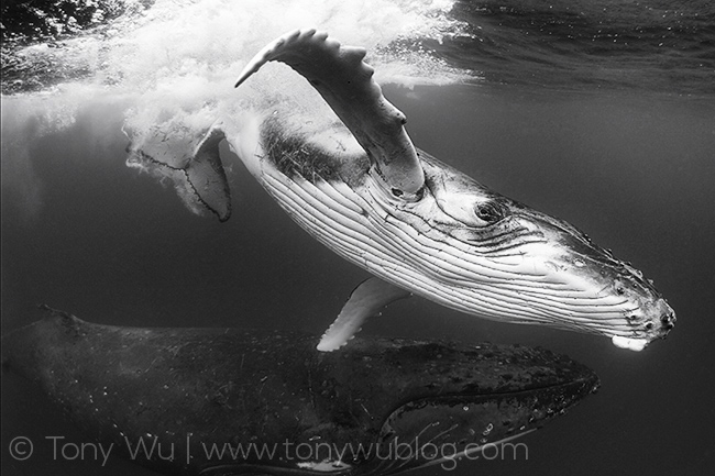 inquisitive humpback whale calf, tonga
