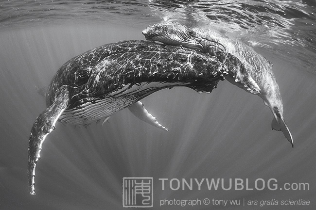 humpback whale female and calf, tonga