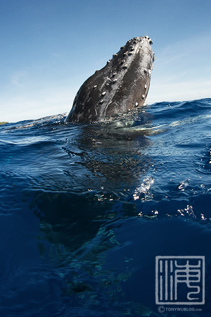 humpback whale calf spyhop, tonga