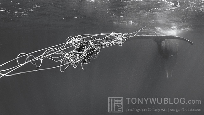 humpback whale entangled in longline, tonga