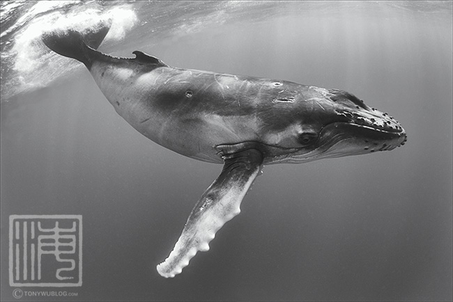 humpback whale calf, tonga