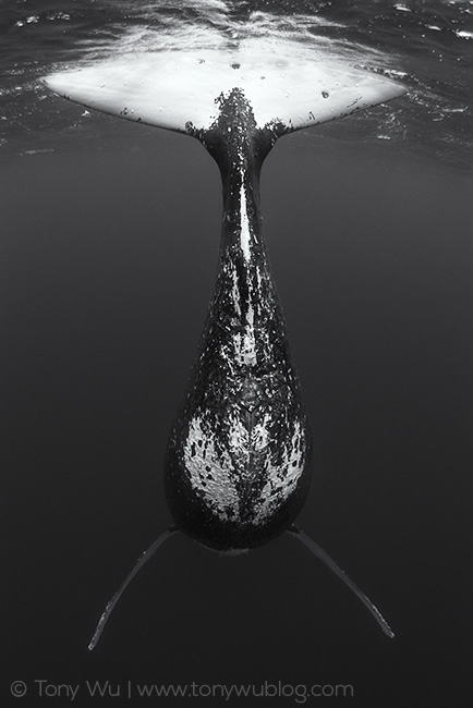 humpback whale female fluke above water