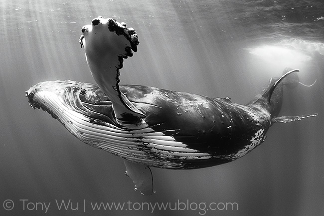 humpback whale competitive group, tonga