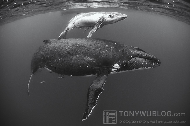 humpback whale female with calf, Tonga