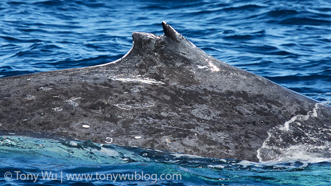 humpback whale unique split dorsal fin, tonga
