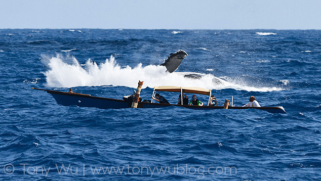 humpback whale breaching next to boat