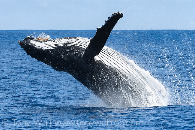 male humpback whale breaching