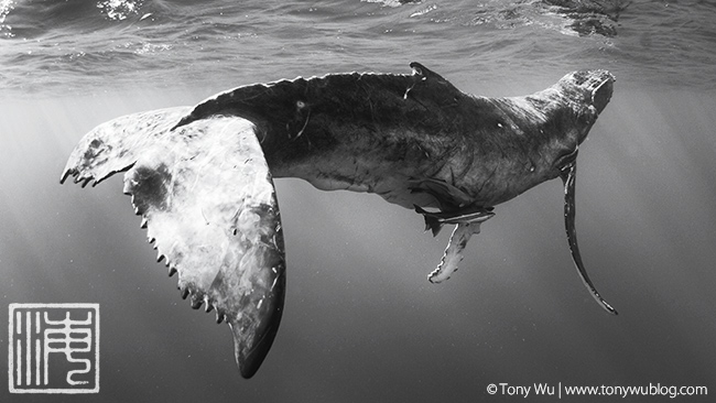 humpback whale male calf, tonga
