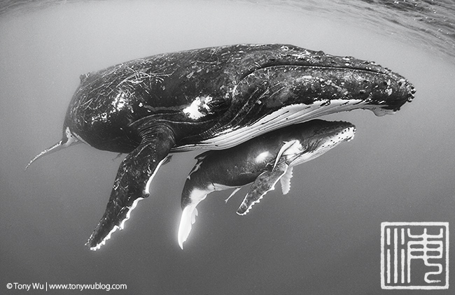 humpback whale female, injured calf, tonga