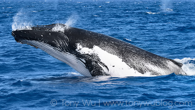 breaching female humpback whale, tonga