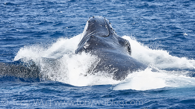 male humpback whales in heat run, tonga