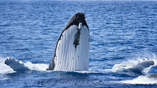male humpback whale body block