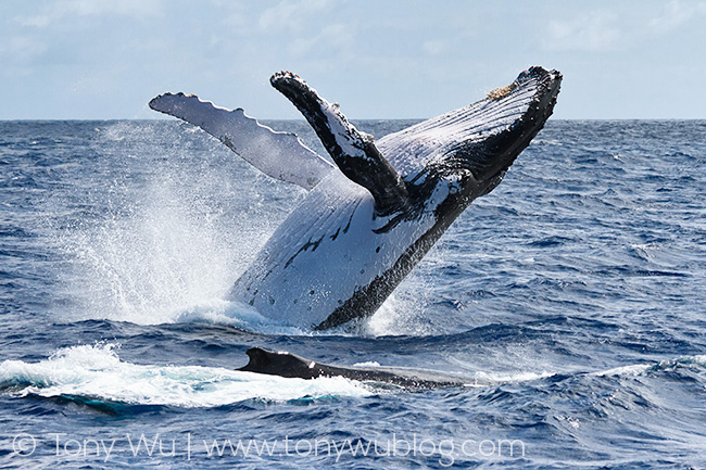 breaching humpback whale, tonga