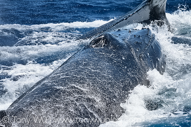 male humpback whale charging another whale
