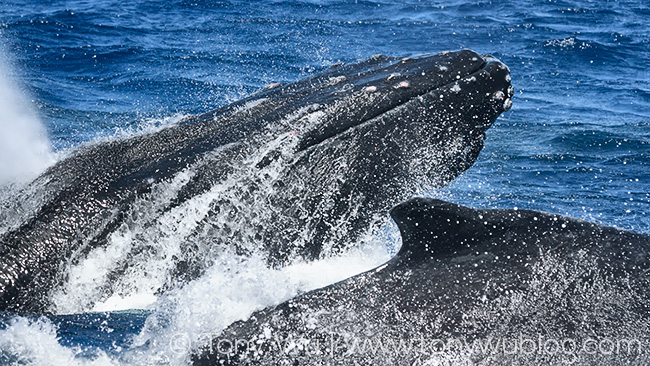 male humpback whales in competition