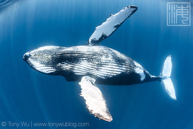 first humpback whale documented in sri lanka