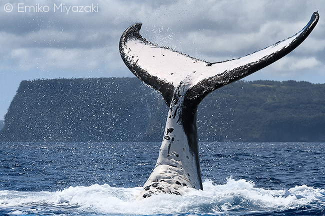 humpback whale fluke, tonga