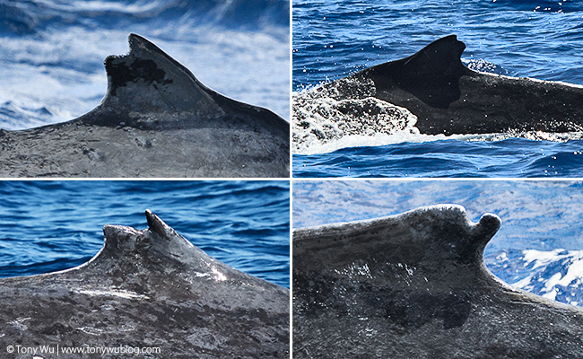 humpback whale split dorsal fins, tonga