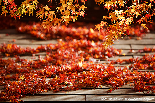 Orange momiji leaves on tree and fallen leaves on rooftop, Kyoto
