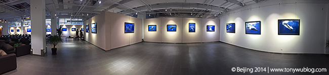 Exhibition humpback whale prints beijing