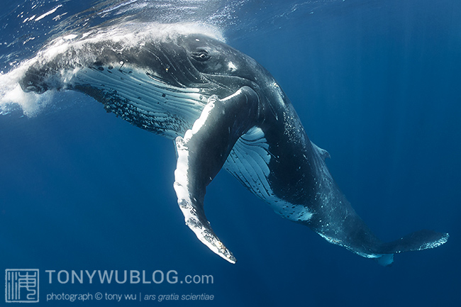 humpback whale taking breath, tonga