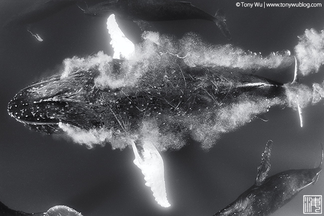 humpback whale blowing bubbles in heat run