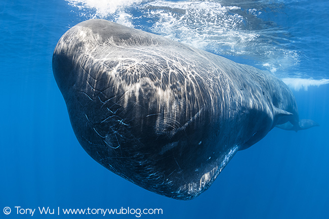 mature bull sperm whale