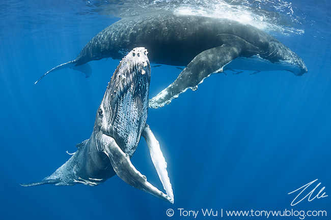 humpback whale calf with mother, tonga