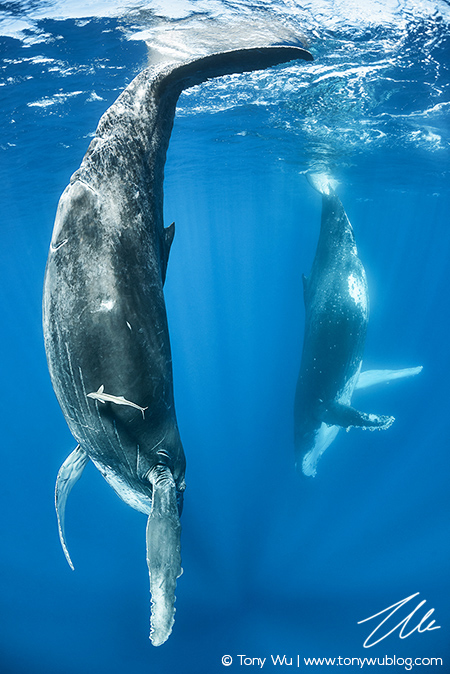 humpback whale calf mimicking her mother, tonga