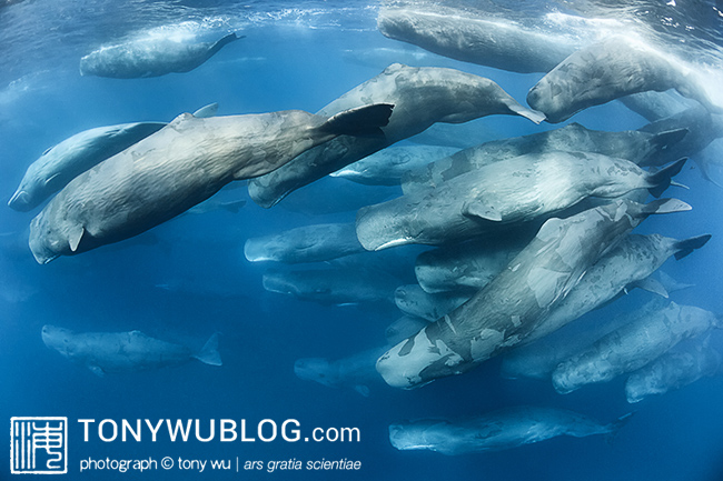 social aggregation of sperm whales