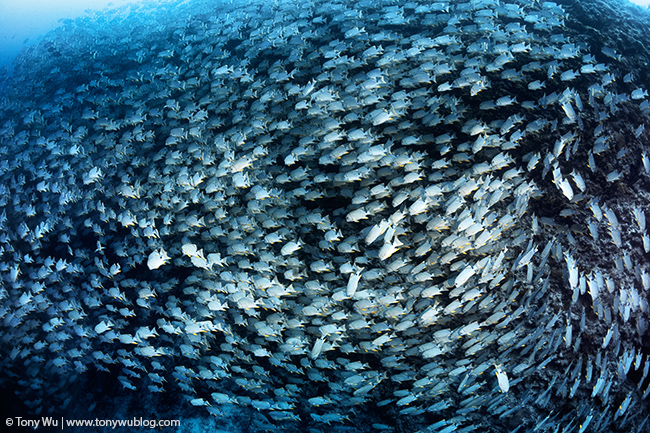 sailfin snappers spawning aggregation, palau