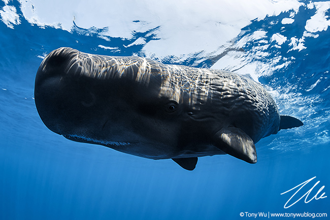 baby sperm whale female