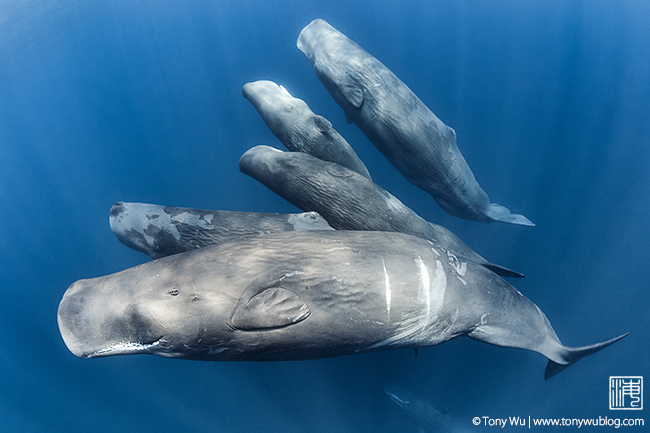 sperm whale family unit