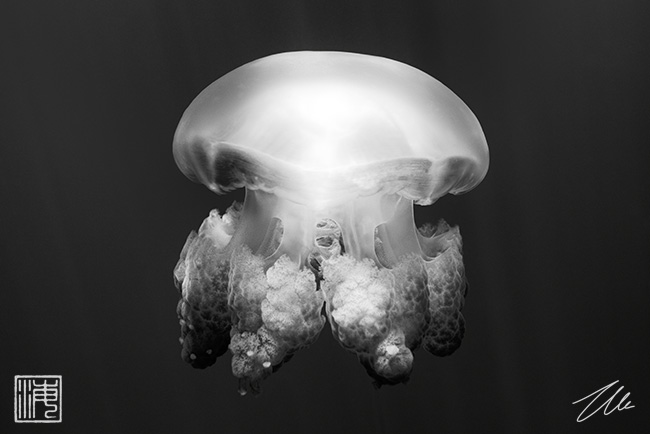 Mastigias papua etpisoni jellyfish, Palau