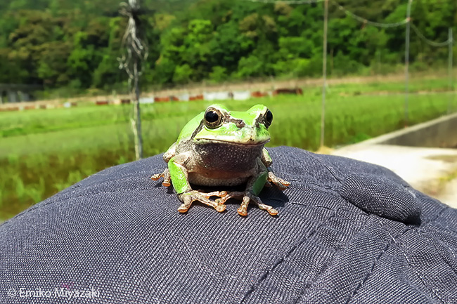 Japanese tree frog, Hyla japonica