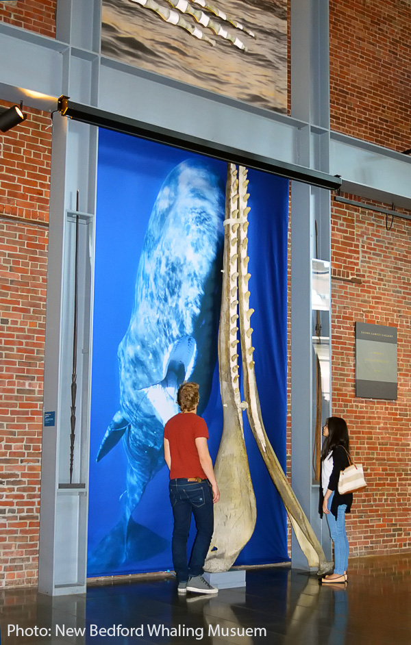 sperm whale exhibit, New Bedford Whaling Museum