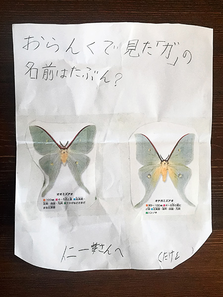 Japanese luna moth ID research