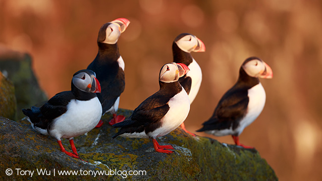 Group of Atlantic puffins, Iceland