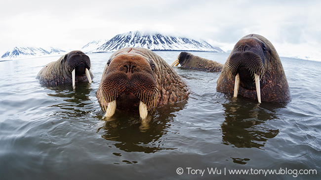 four walruses in Svalbard