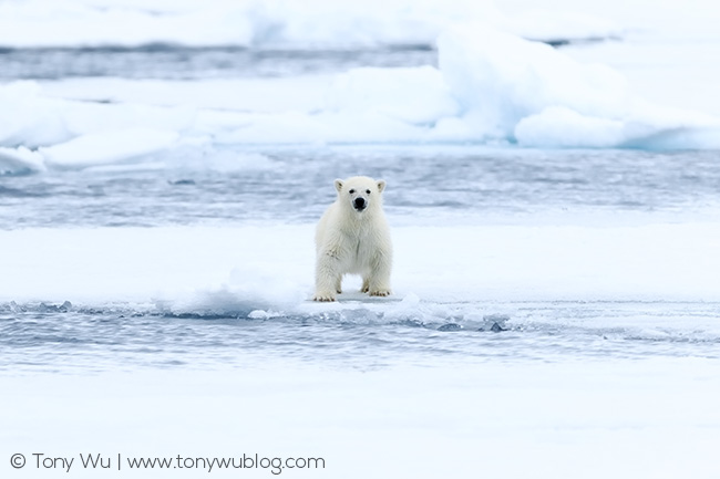 baby polar bear on ice, Svalbard