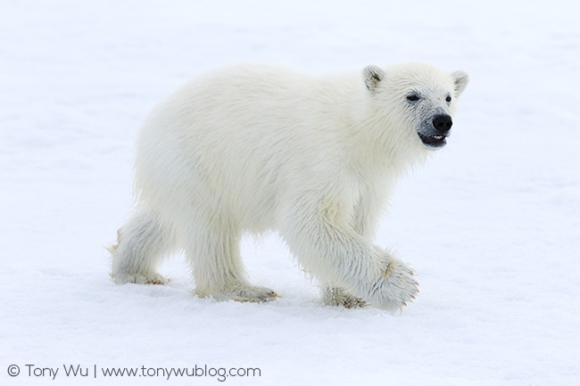 baby polar bear, Svalbard