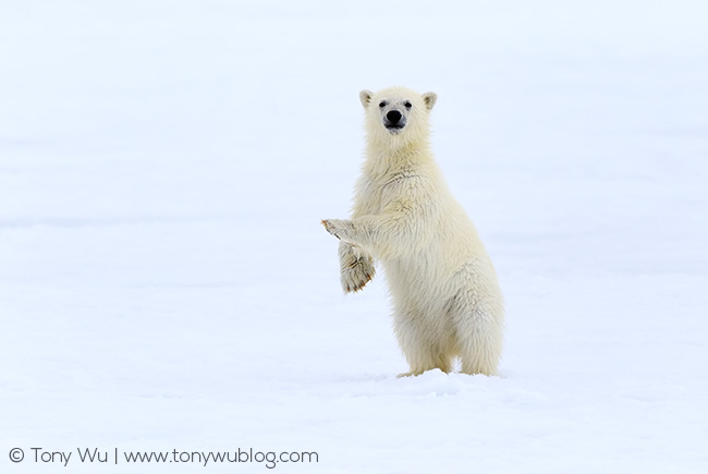 baby polar bear, Svalbard