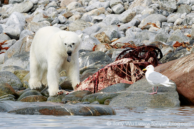 Polar bear eating beluga whale carcass, Svalbard