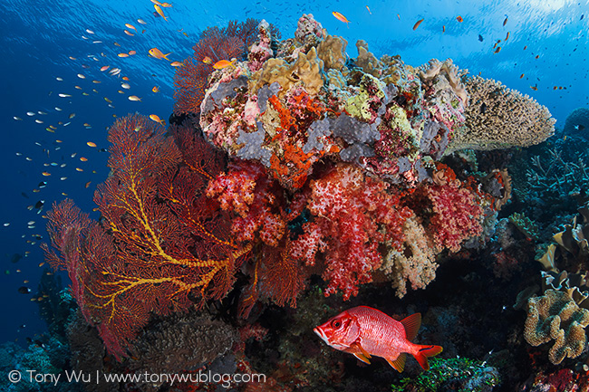 sabre squirrelfish and coral reef