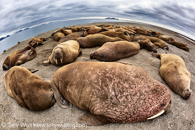 many walruses on beach, Svalbard