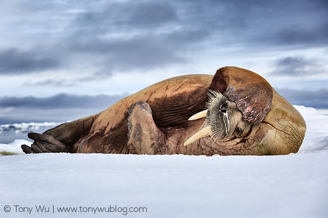 walrus with runny nose, Svalbard