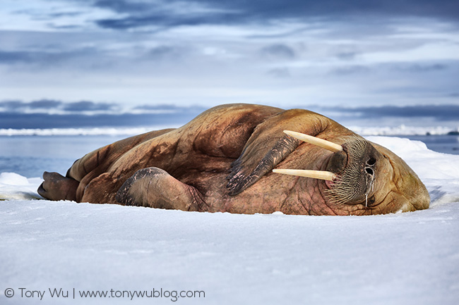 walrus with runny nose, Svalbard