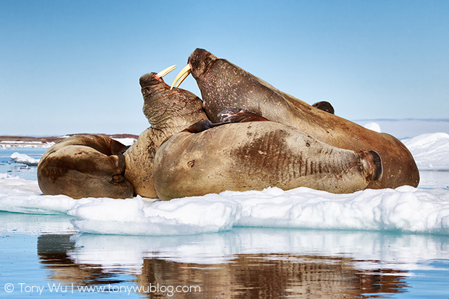 walrus using tusks to poke walrus
